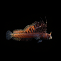 Gulf Signal Blenny - Emblemaria hypacanthus