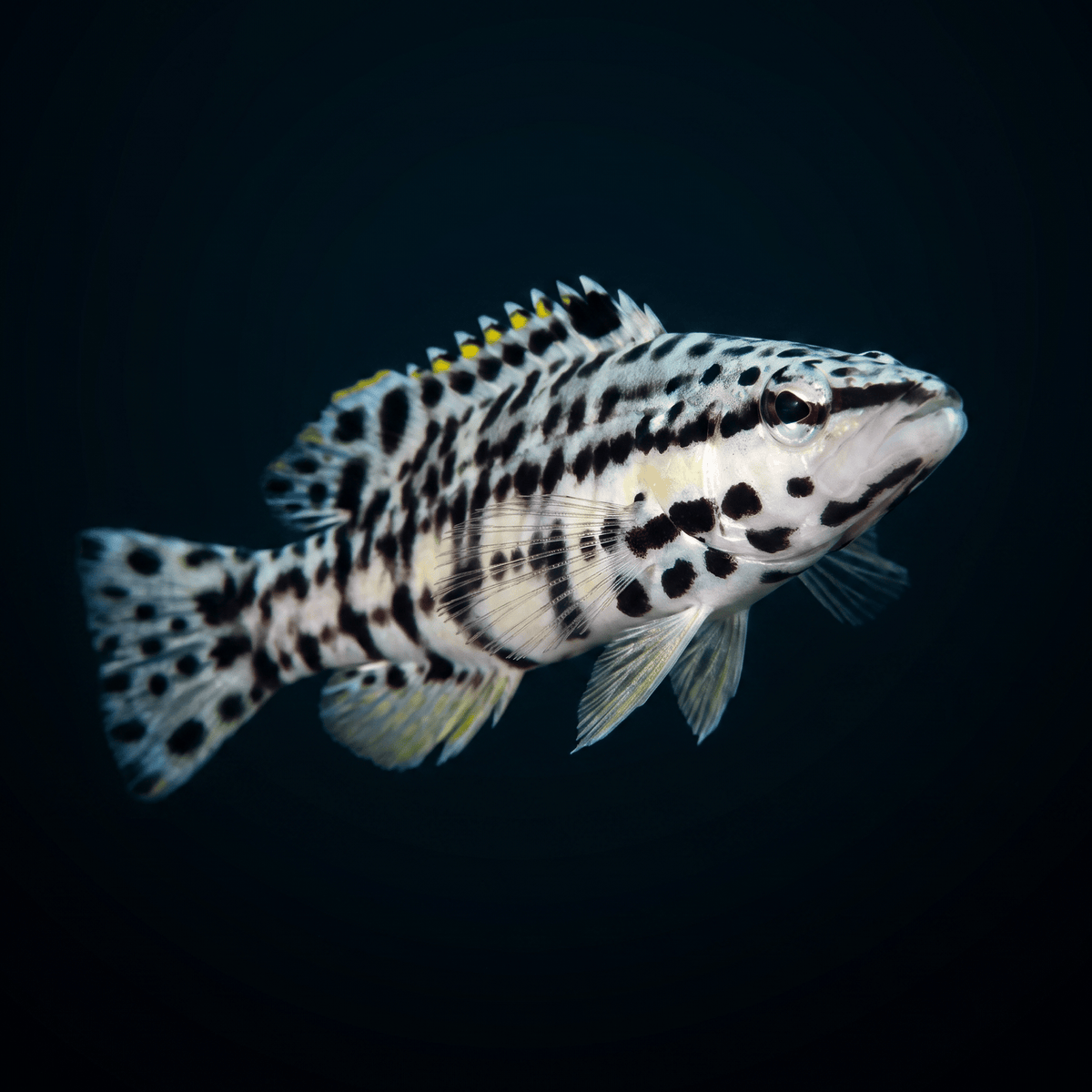 Harlequin Basslet