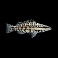 Harlequin Basslet - Serranus tigrinus