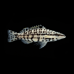 Harlequin Basslet - Serranus tigrinus