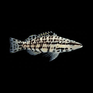Harlequin Basslet - Serranus tigrinus
