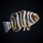 Harlequin Tusk - Juvenile Harlequin Tusk; Juv.