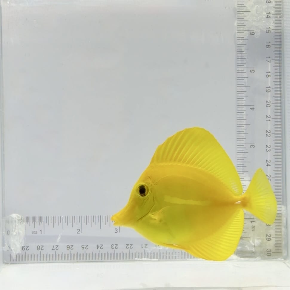 Hawaiian Yellow Tang