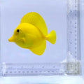 Hawaiian Yellow Tang