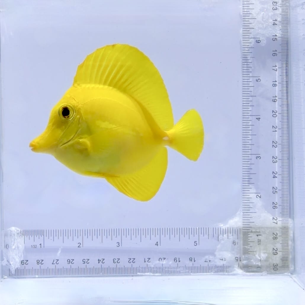 Hawaiian Yellow Tang