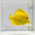 Hawaiian Yellow Tang