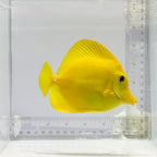 Hawaiian Yellow Tang