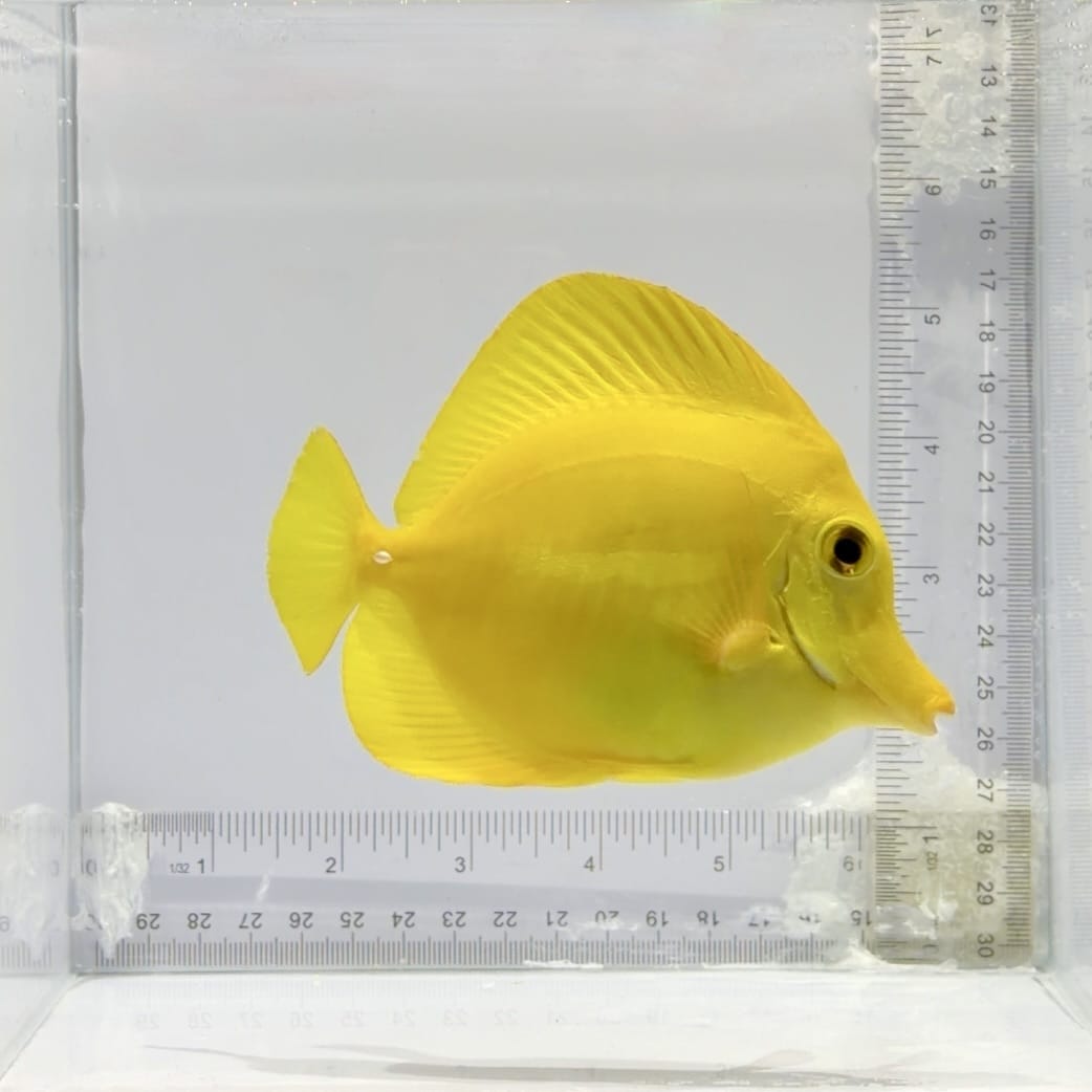 Hawaiian Yellow Tang