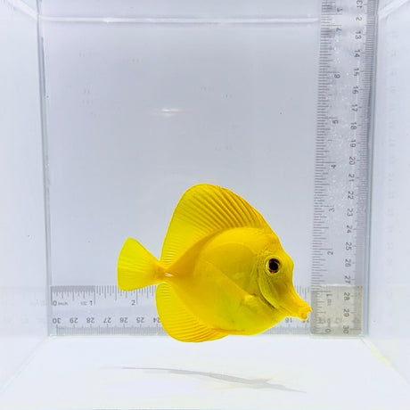 Hawaiian Yellow Tang Fish – Zebrasoma flavescens