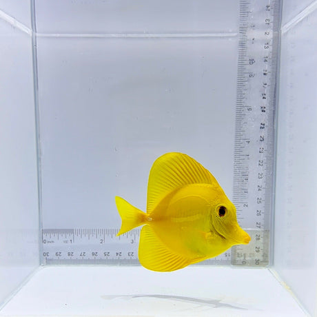 Hawaiian Yellow Tang Fish – Zebrasoma flavescens
