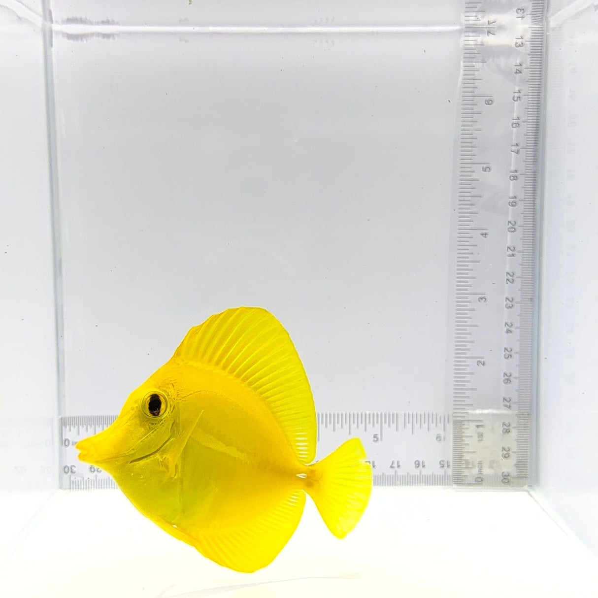 Hawaiian Yellow Tang – Zebrasoma flavescens