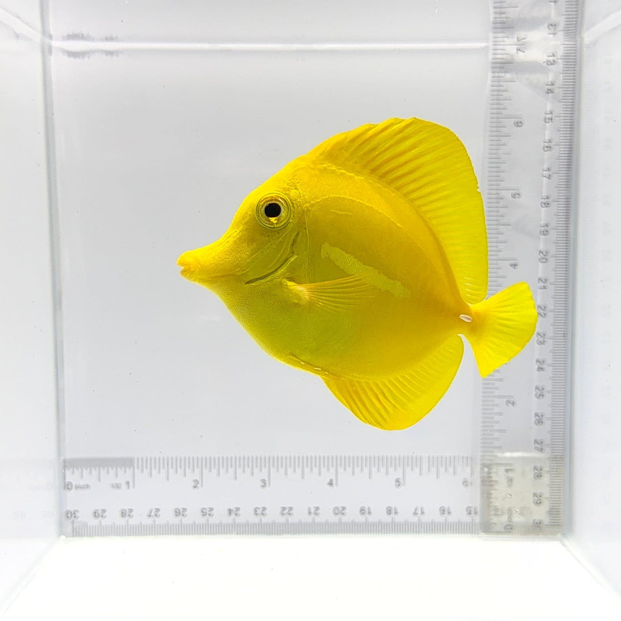 Hawaiian Yellow Tang – Zebrasoma flavescens