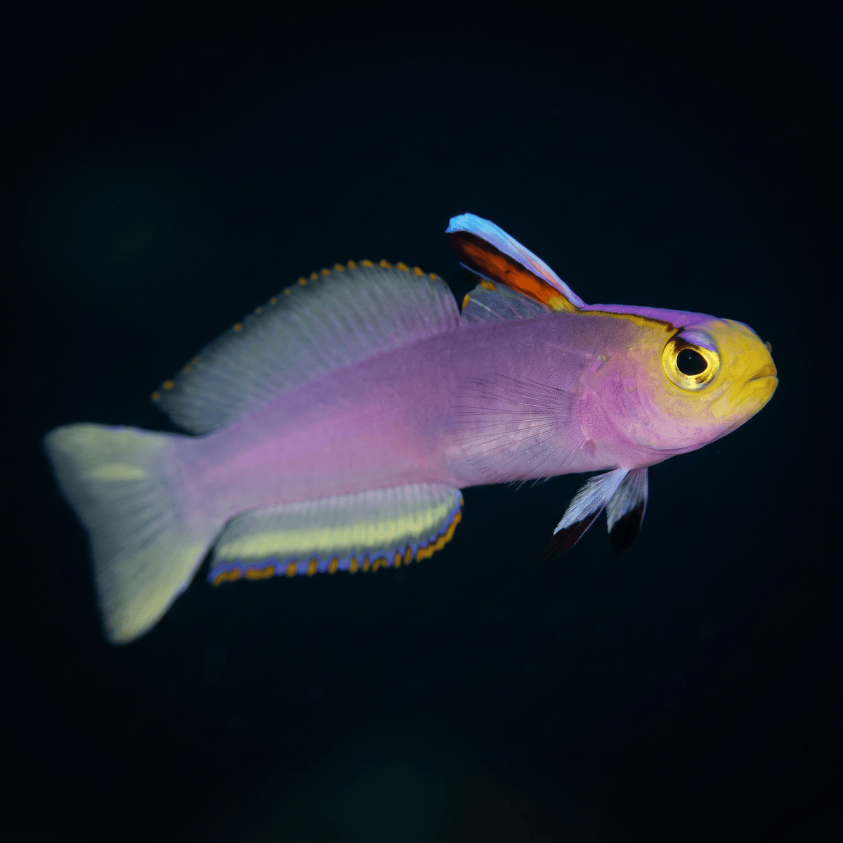 Helfrichi Firefish Goby