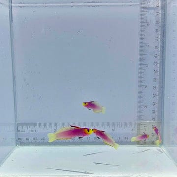 Helfrichi Firefish Goby Fish