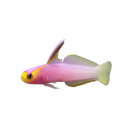 Helfrichi Firefish Goby Fish (Nemateleotris helfrichi)
