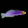 Helfrichi Firefish Goby - Nemateleotris helfrichi
