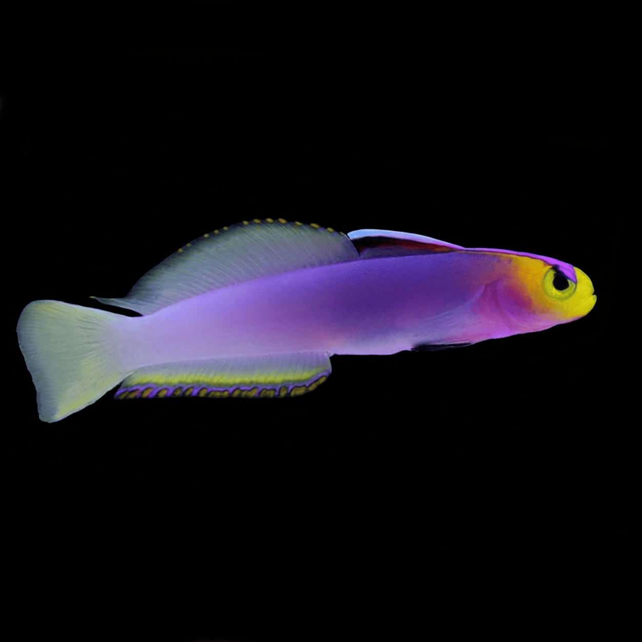 Helfrichi Firefish Goby - Nemateleotris helfrichi