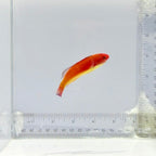 Hooded Flame Fairy Wrasse