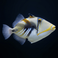 Humu Picasso Triggerfish