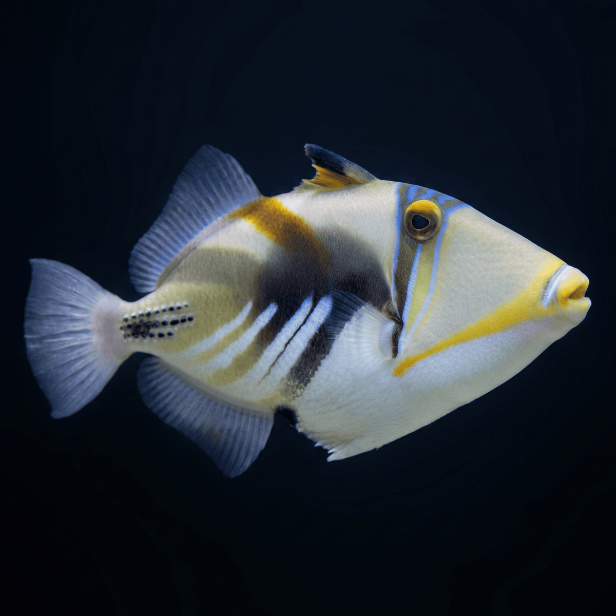 Humu Picasso Triggerfish