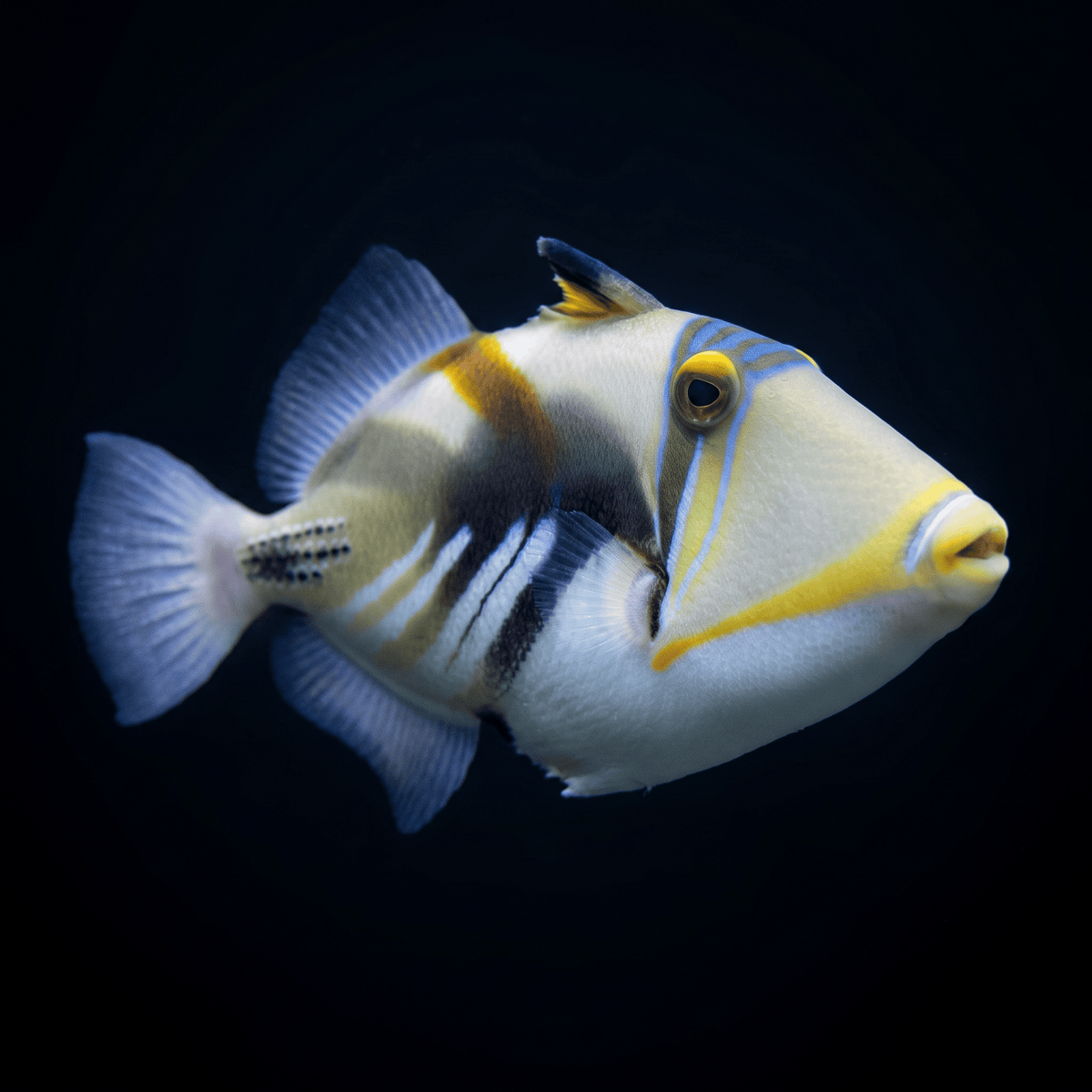 Humu Picasso Triggerfish - Africa