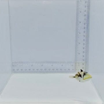 Humuhumunukunukuāpuaʻa Triggerfish — Rhinecanthus rectangulus