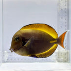 Hybrid Achilles X White Cheek Tang