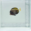 Hybrid Achilles X White Cheek Tang