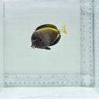 Hybrid Achilles X White Cheek Tang