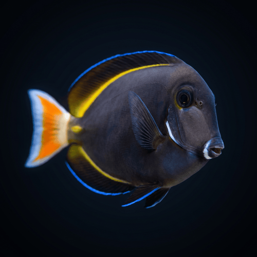 Hybrid Achilles x White Cheek Tang