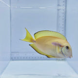 Hybrid Lieutenant x Orange Shoulder Tang Fish – Acanthurus tennenti × Acanthurus olivaceus