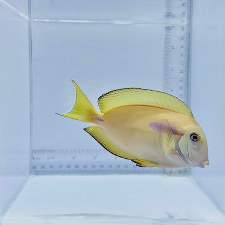Hybrid Lieutenant x Orange Shoulder Tang Fish – Acanthurus tennenti × Acanthurus olivaceus