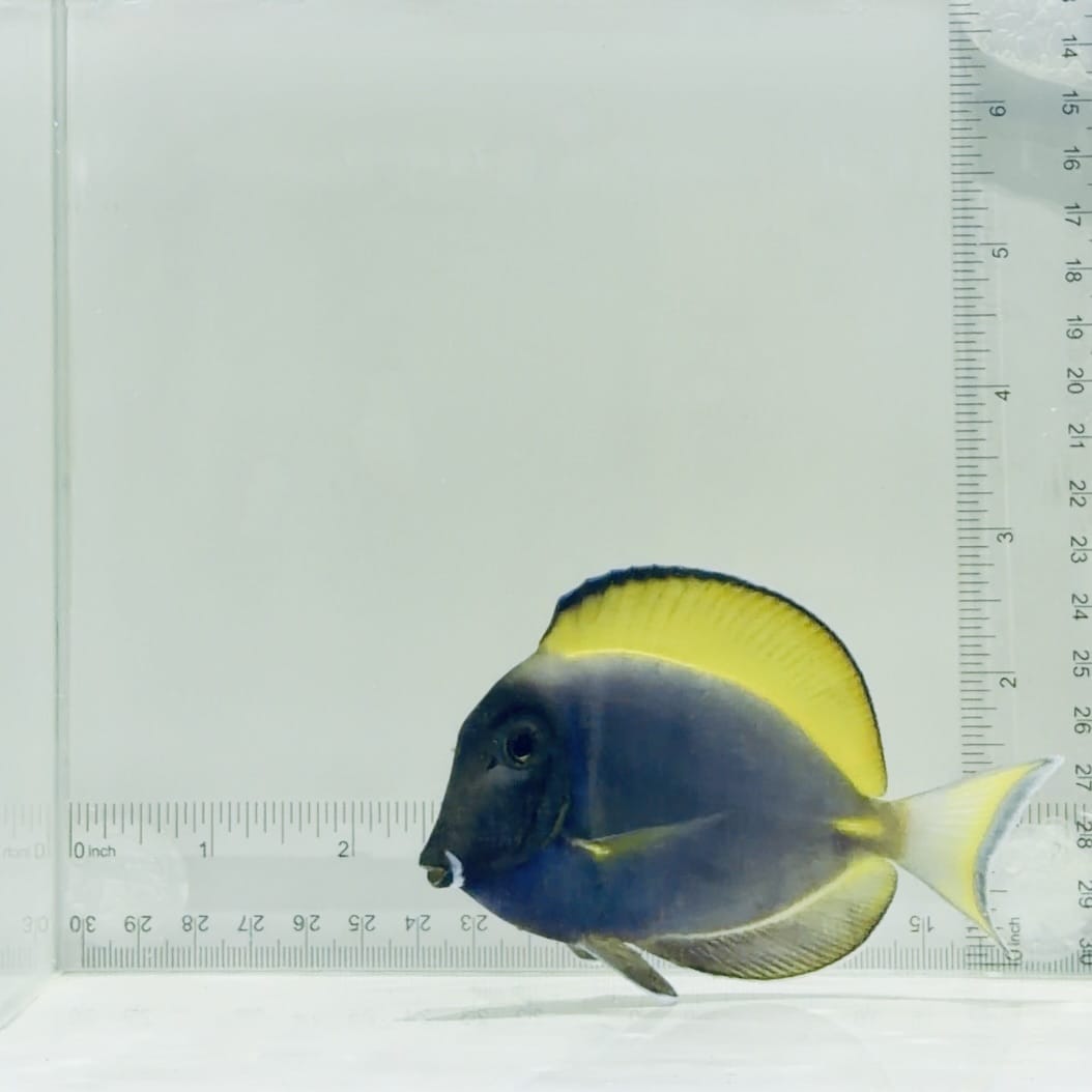 Hybrid Powder Blue Tang