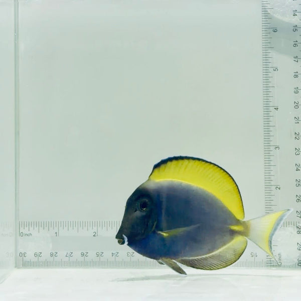 Hybrid Powder Blue Tang