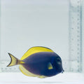 Hybrid Powder Blue Tang