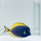 Hybrid Powder Blue Tang