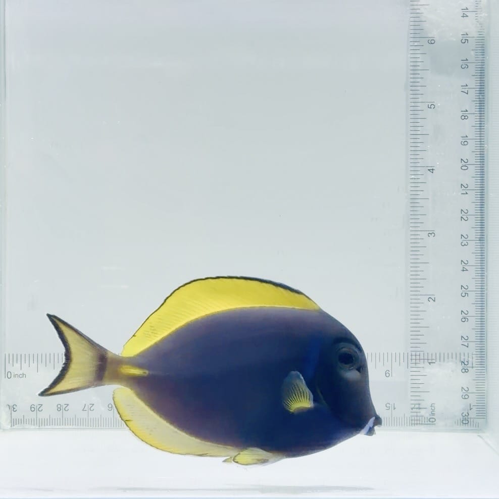Hybrid Powder Blue Tang