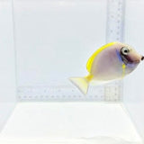 Hybrid Powder Blue Tang — Acanthurus leucosternon × Acanthurus nigricans