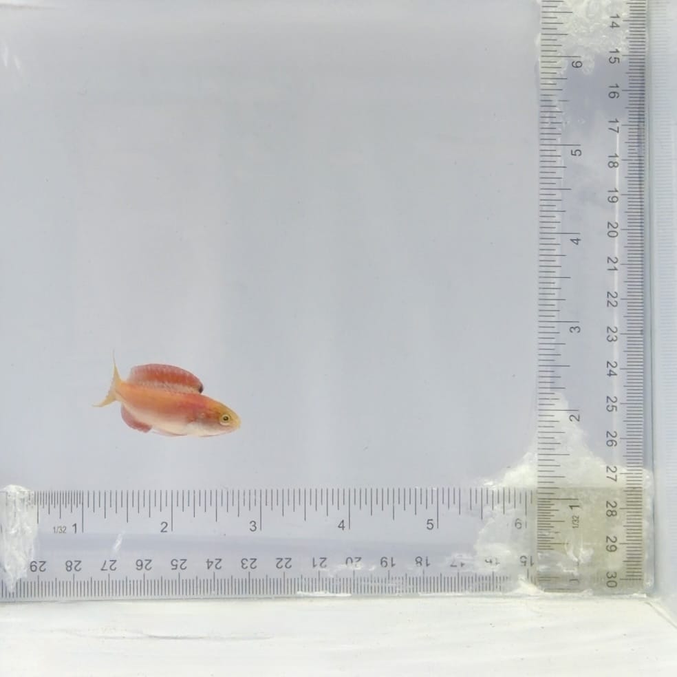 Johnson's Fairy Wrasse