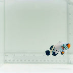 Jumbo Frostbite Clownfish