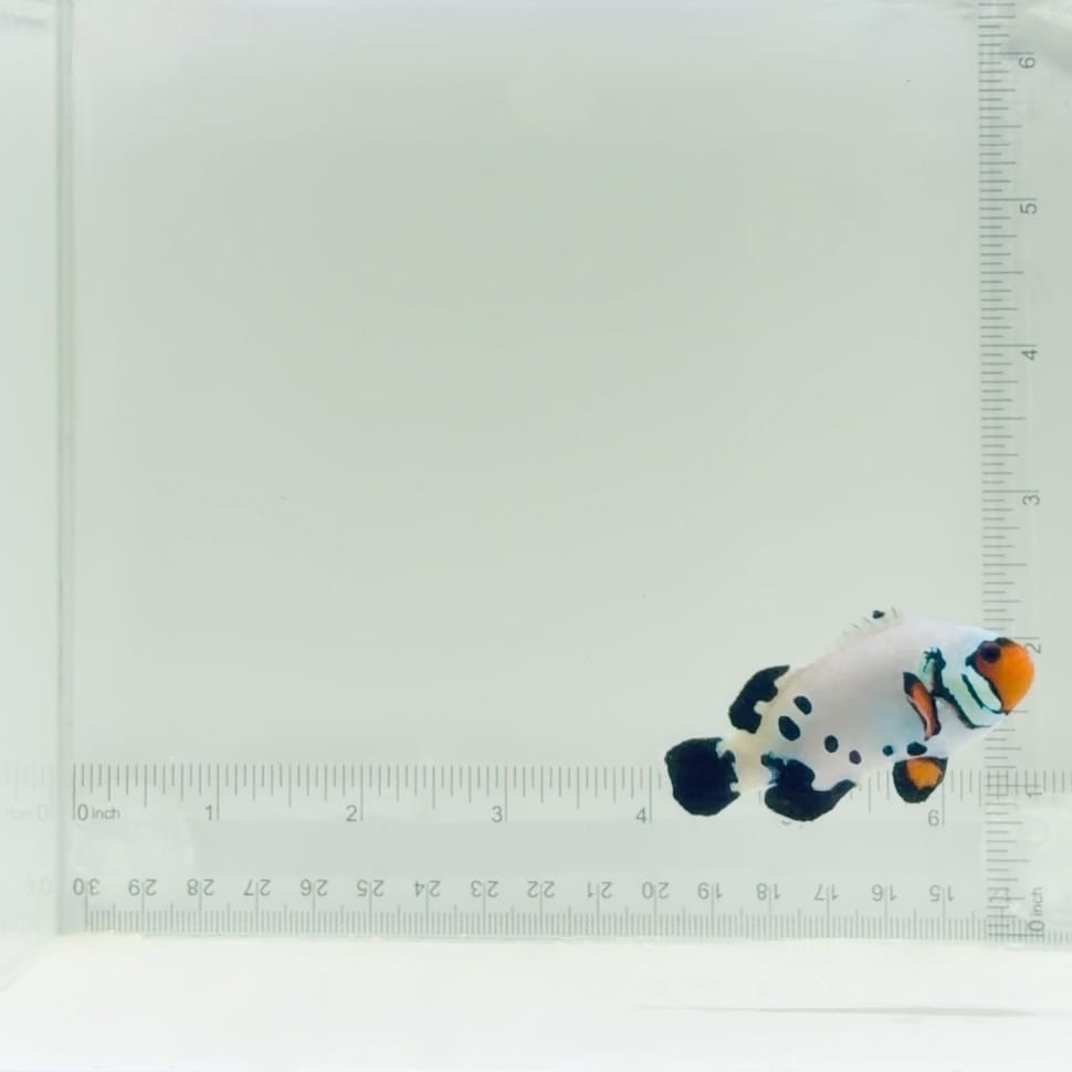 Jumbo Frostbite Clownfish