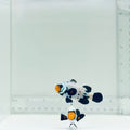 Jumbo Frostbite Clownfish Pair