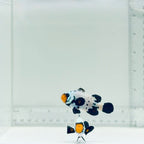 Jumbo Frostbite Clownfish Pair