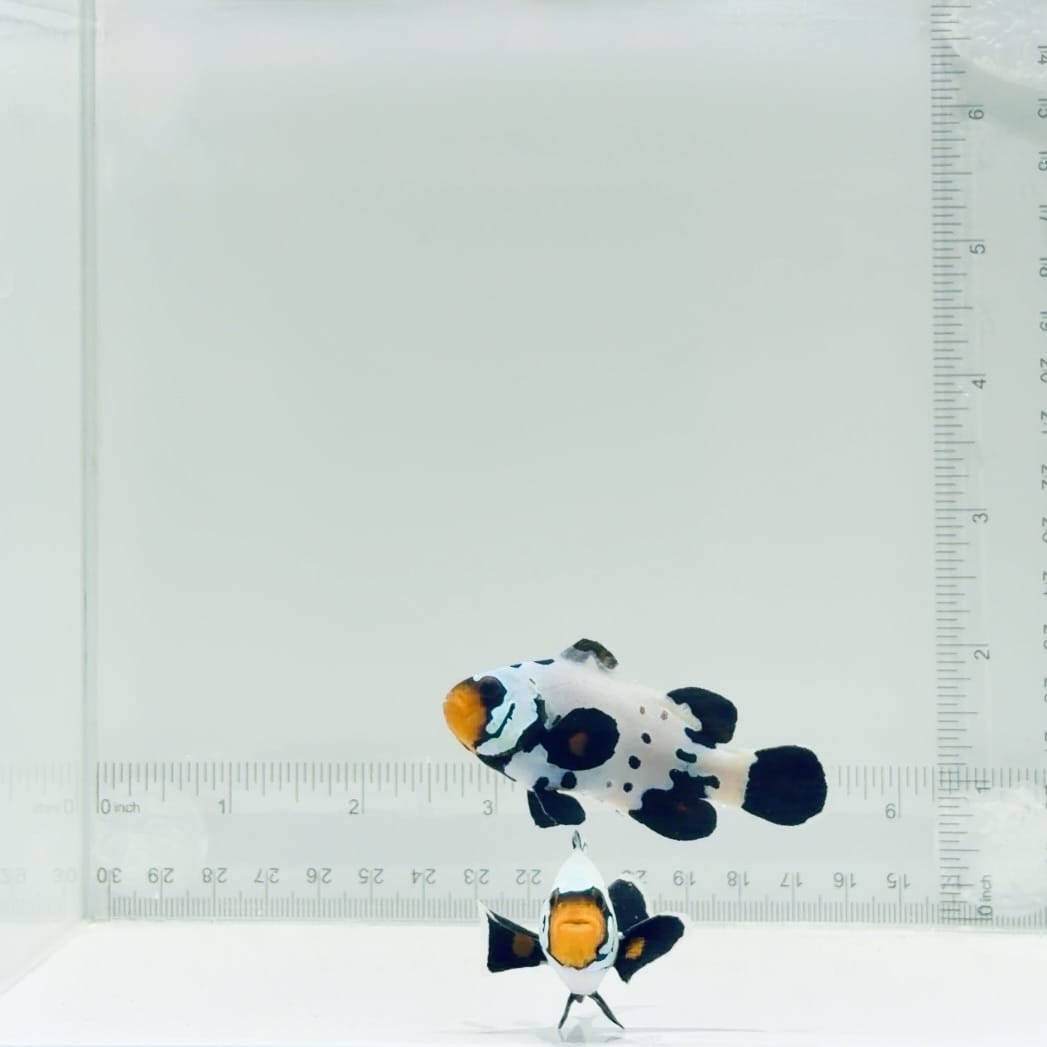 Jumbo Frostbite Clownfish Pair