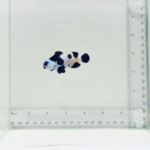 Jumbo Mocha Storm Clownfish