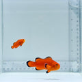 Jumbo Naked Clownfish Pair – Amphiprion ocellaris