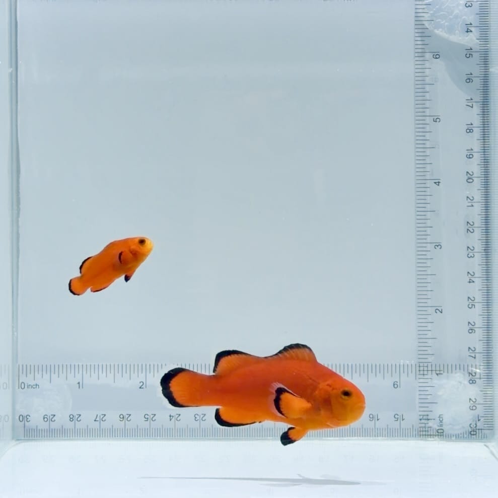 Jumbo Naked Clownfish Pair – Amphiprion ocellaris