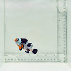 Jumbo Orange Storm Clownfish