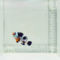 Jumbo Orange Storm Clownfish