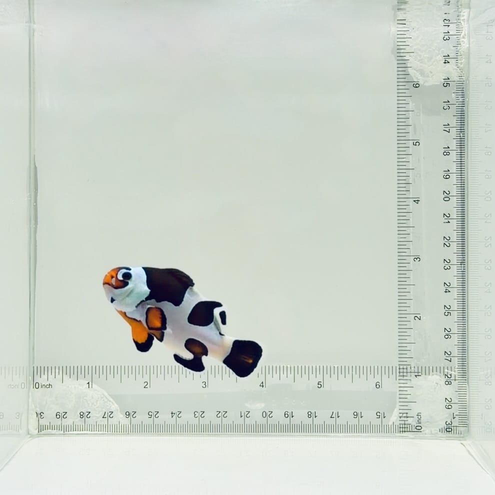 Jumbo Orange Storm Clownfish